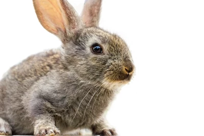 Skandal w przedszkolu - Ekostraż odebrała zaniedbanego królika