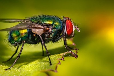 Naturalne sposoby na muchy polecane przez mamy