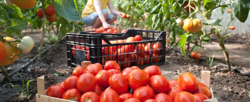 Od nasiona do pomidora: przewodnik po uprawie pomidorów