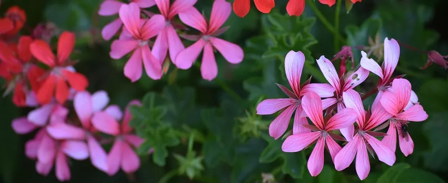 Kwiaty na balkon - jakie gatunki i kiedy wystawiać?