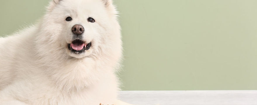 Karma sucha, mokra i weterynaryjna: czym się różnią?